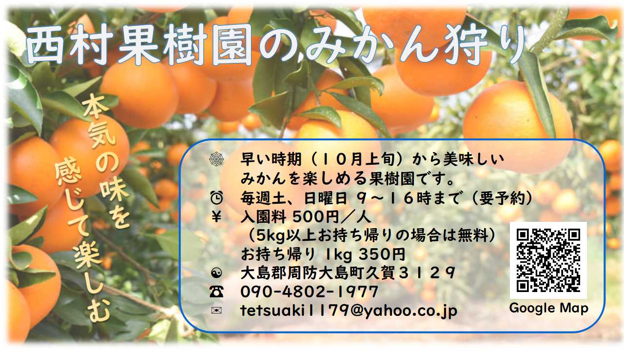 西村果樹園のみかん狩り_2020_1