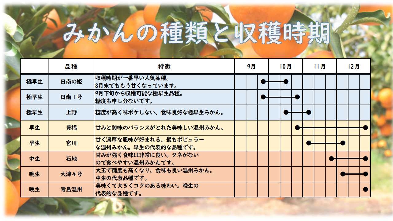 西村果樹園のみかん狩り_2020_2